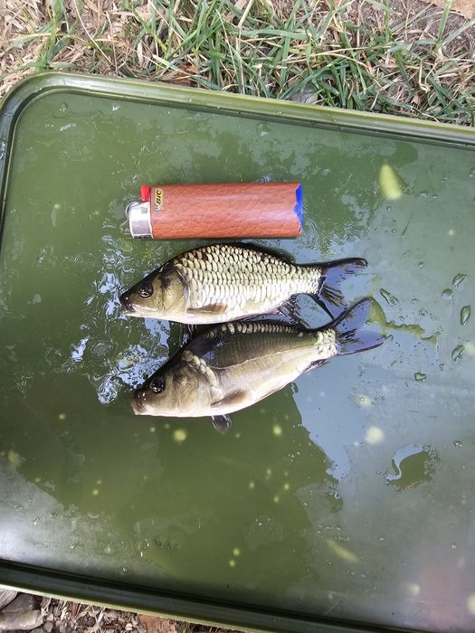 Puiet de crap și crap frasinet-Vara I și II