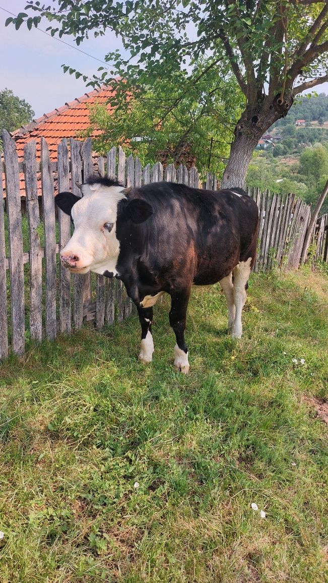 Vând junincă/vița în vârstă de 8 luni - Sănătoasă și Activa