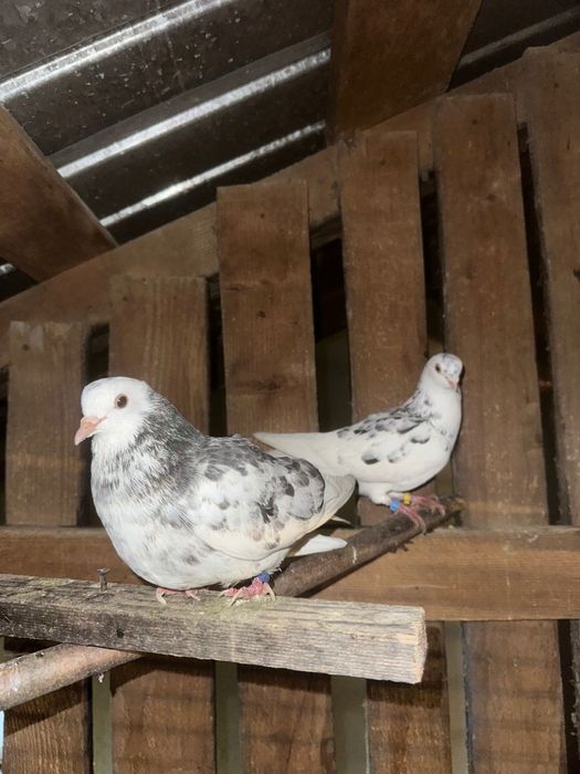 Vand porumbei jucatori