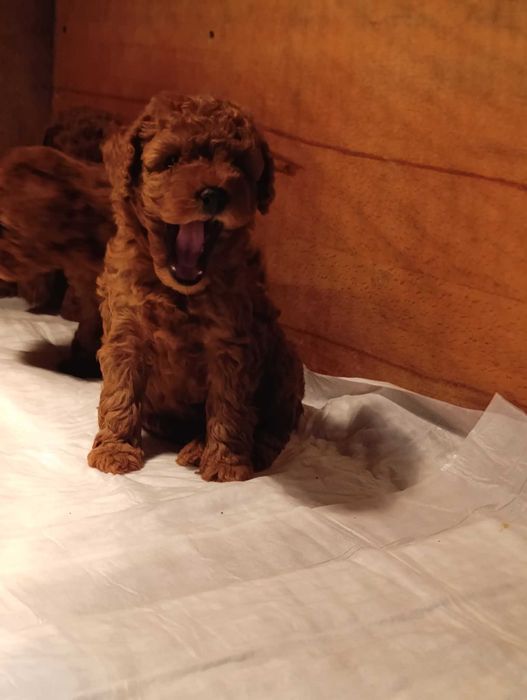 Той пудел (teacup)