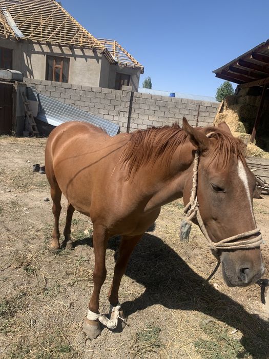 Бие сатылады багасы 650000