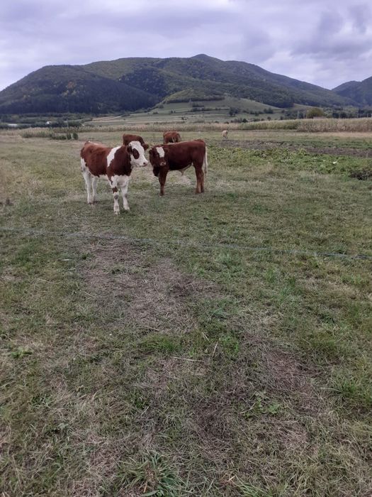 Vând 3 tăurasi si o vițea