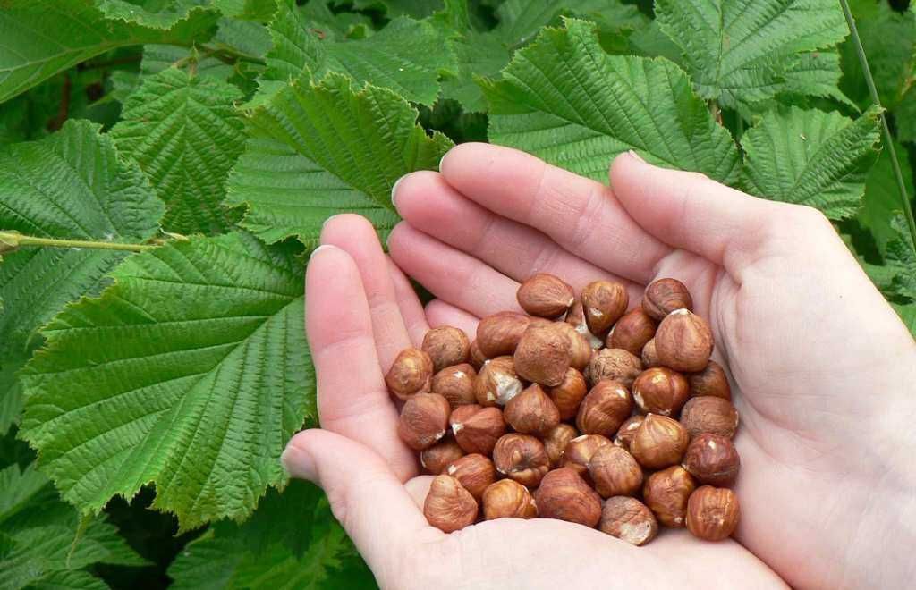 Salcam/nuci altoiti Chandler/Paulownia.Livrare RO.Bine inradacinati