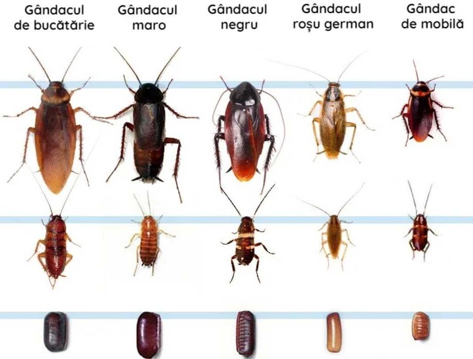 Scapă de gândaci, furnici și ploșnițe – Servicii DDD profesionale