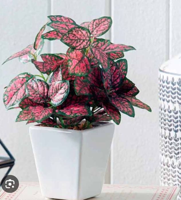 Продам домашнее растение Гипоэстес