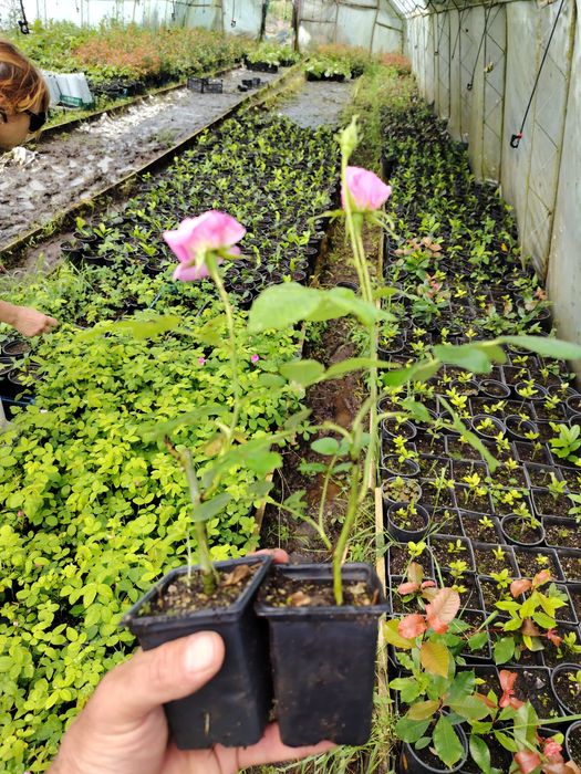 Trandafir  pentru dulceata  Damascena într-o oală