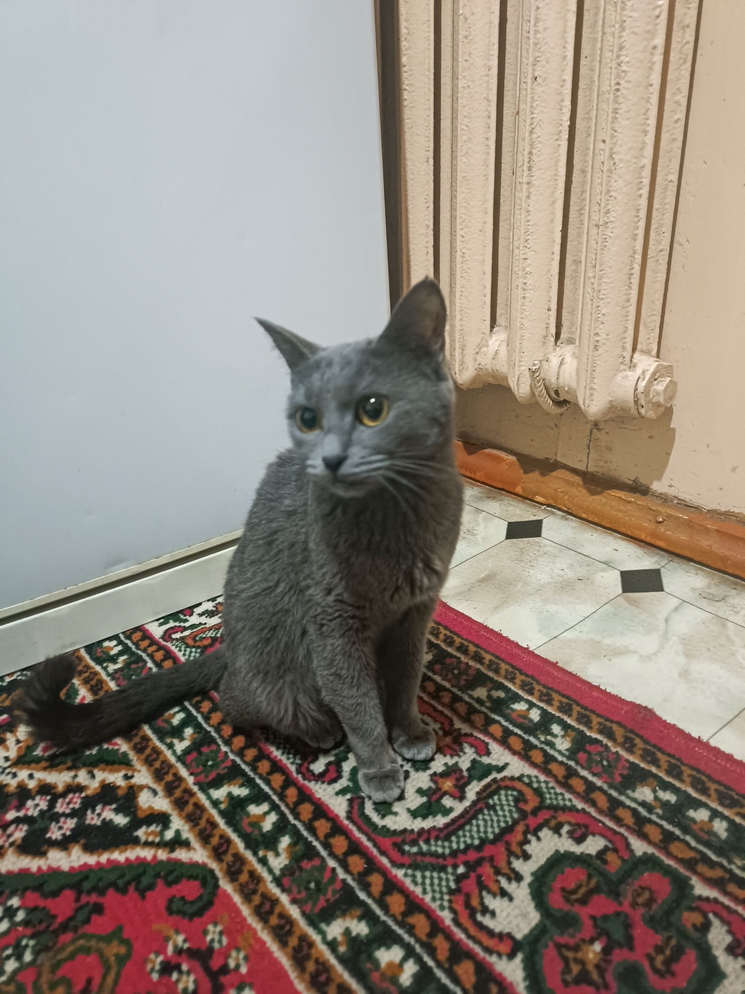 Brtanskiy mushuk qiz bola qornida bolasi bor