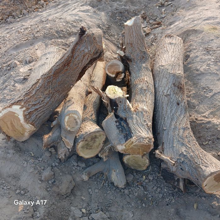 Otin sotiladi xanqaj