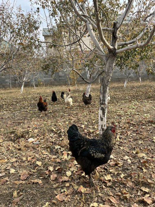 3 кораз, 3 тауык