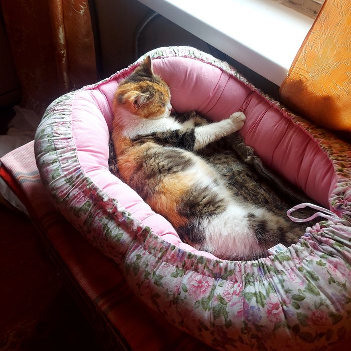 Ищет очень ответственные ручки и своего человека.