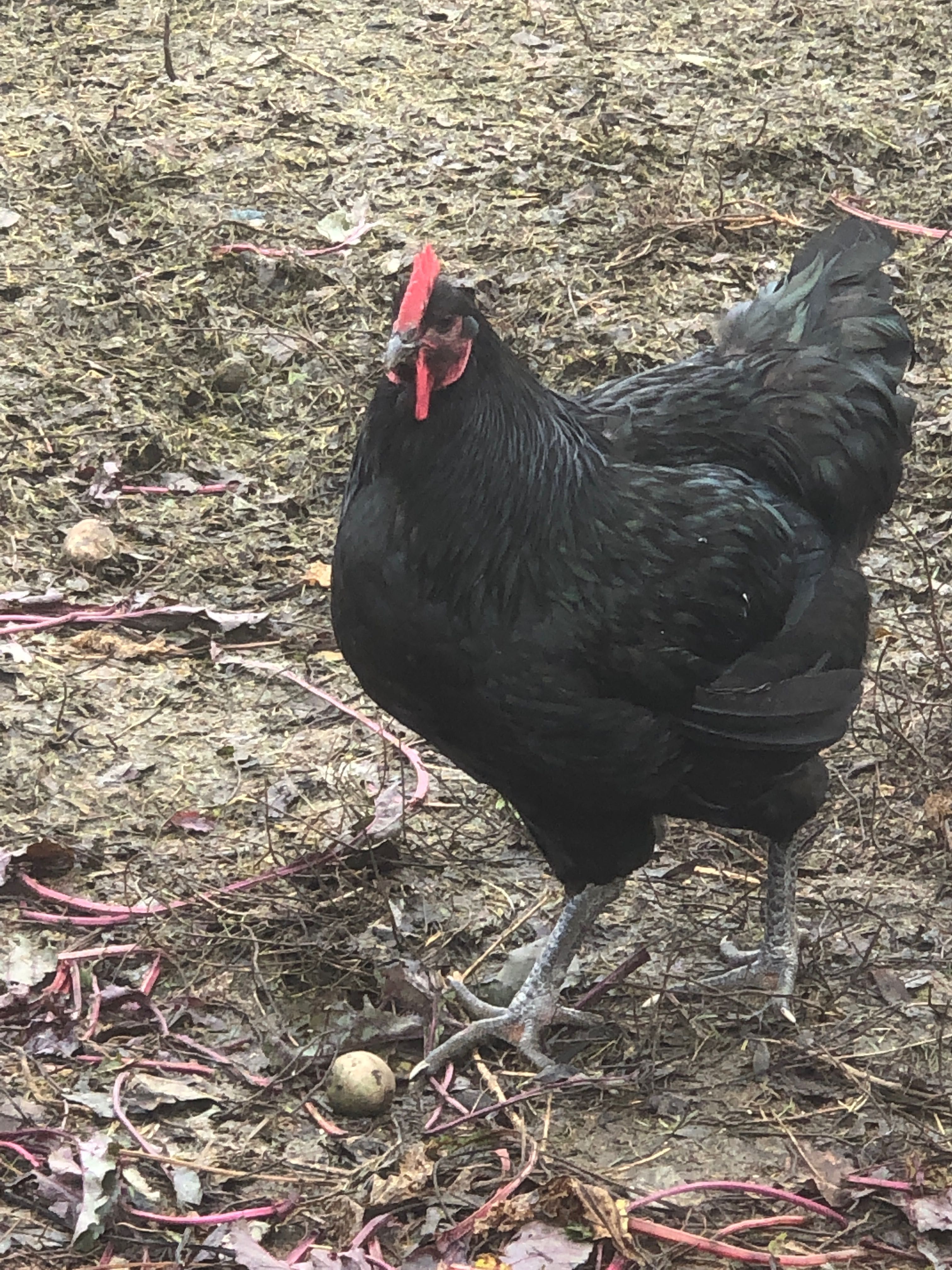 Vand oua jersey, marans și ameraucana și cocoși din aceste rase