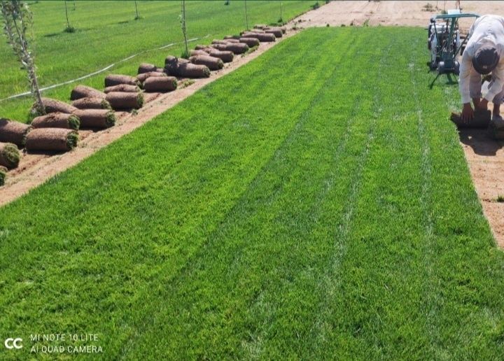Поссев  бренд  газоны Готовые рулонные газоны Автопалив поливная систе