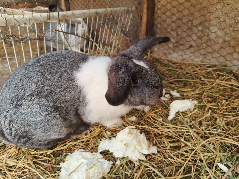 Vând iepuri tarcați