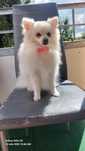 Se vinde pomeranian