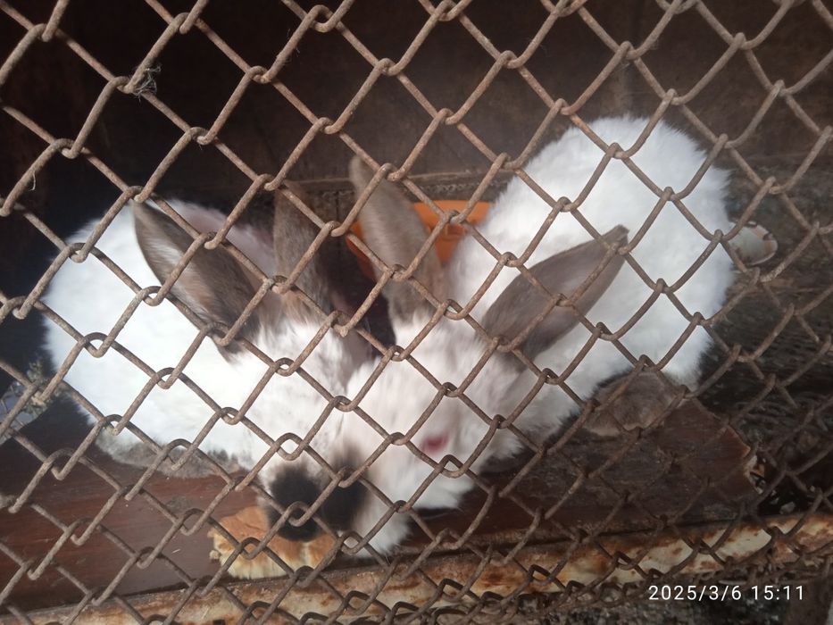 Продам кроликов здоровый