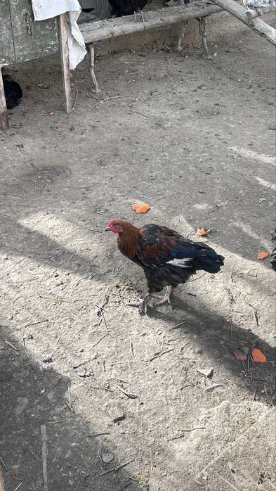 Петухи/xuroz sotiladi otasi Brama onasi mestniy