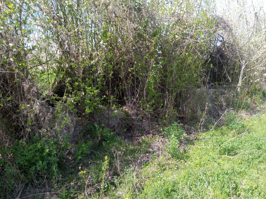 Кароли ва гилос Олма нихоллари сотилади 2 -3 йиллик нихоллар