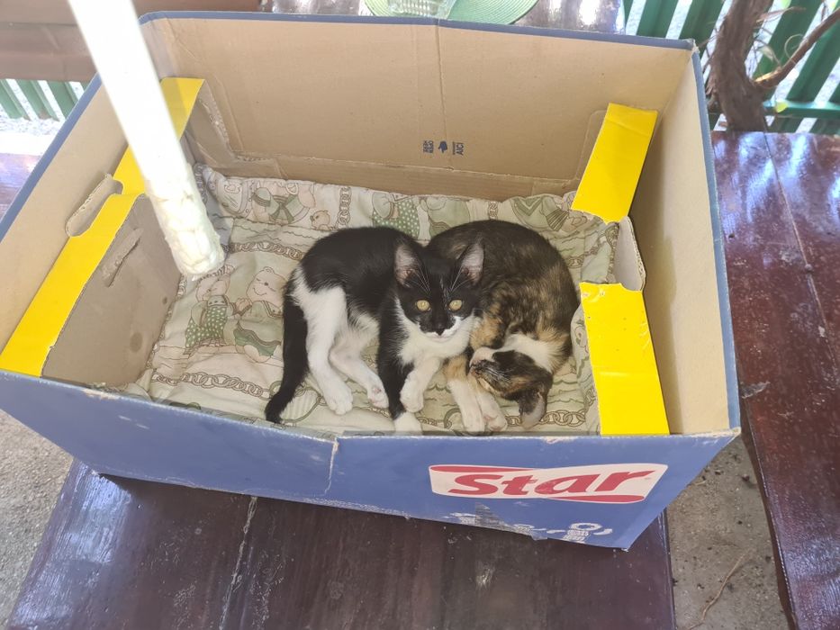 Donez pui de pisică domestică