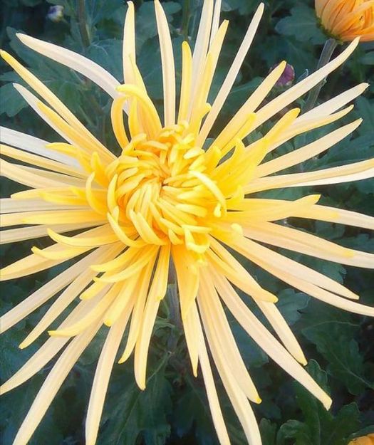Butasi crizanteme FIDELUTA - Anastasia