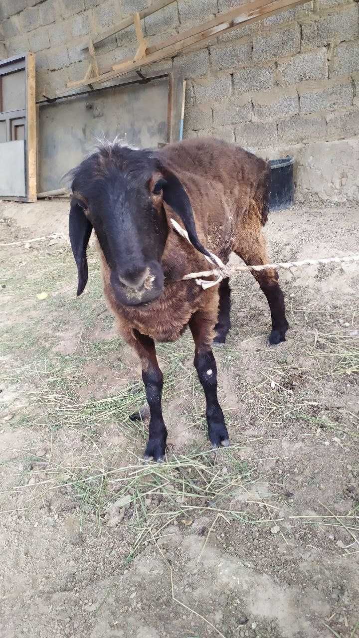 6 ойлик кузи солик сотилади