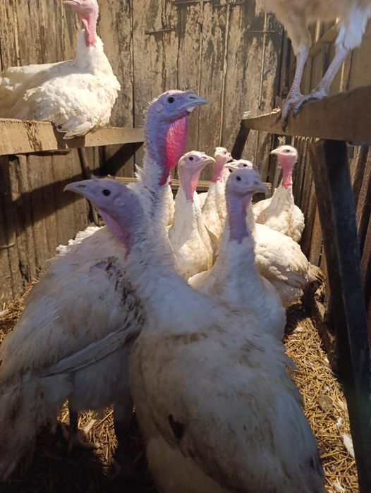 Продаётся  свежее мясо уток мясных и индюков