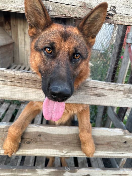 Немецкая овчарка