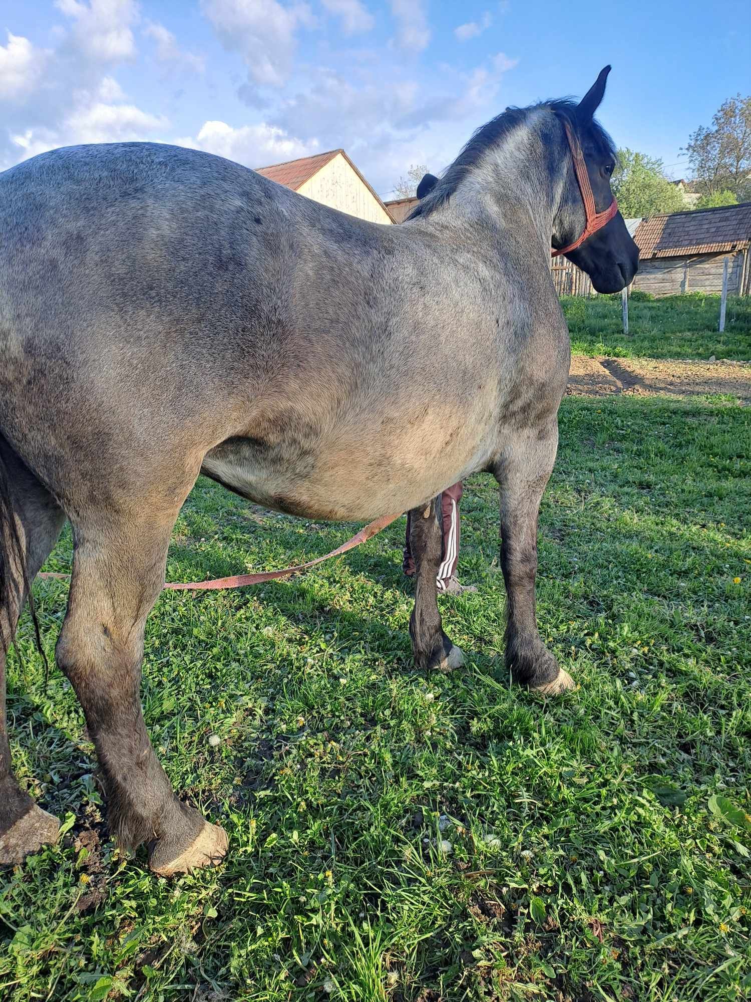 Vând iapa de 7 ani bună de lucru