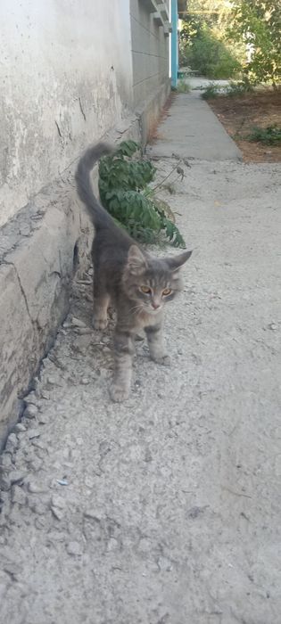 Отдам в добрые руки