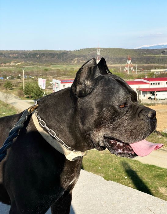 Mascul cane corso caut partenera