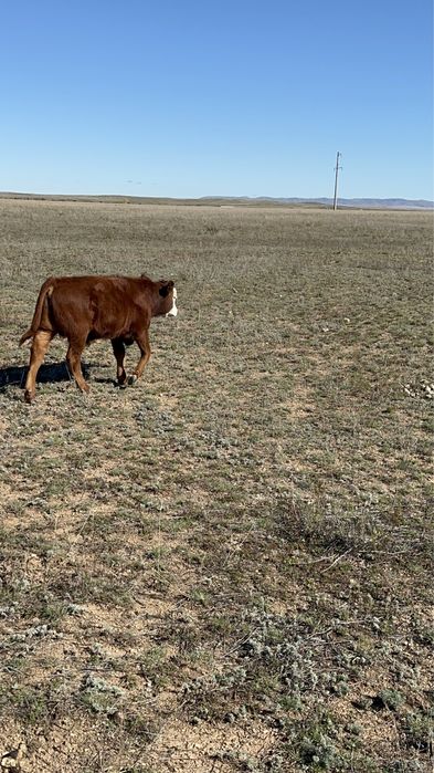 Подсосные телята