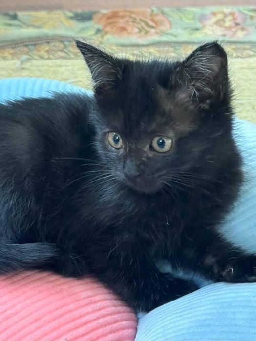 Отдам ласковых котят в добрые руки!