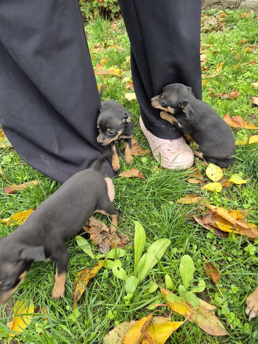 Продават се пинчер