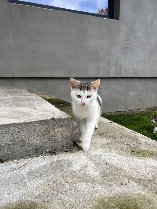 Donez pisici jud. Cluj