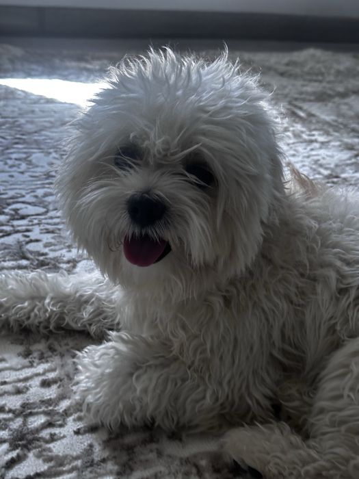 вяска малти пу