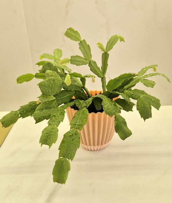 Продам Шлюмбергеру, цветет розовым как на фото 2.