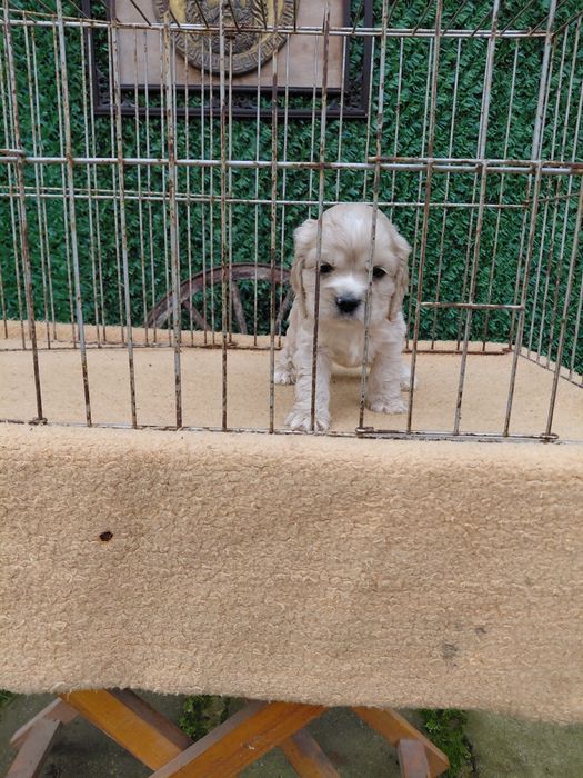 Американски кокер