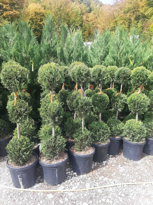 Vând mesteacăn, tei, platan, brazi, tuia