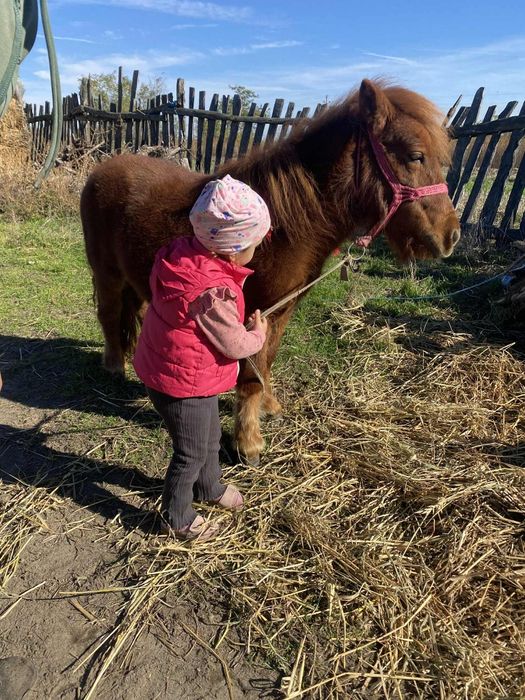 Vand ponei talie mica