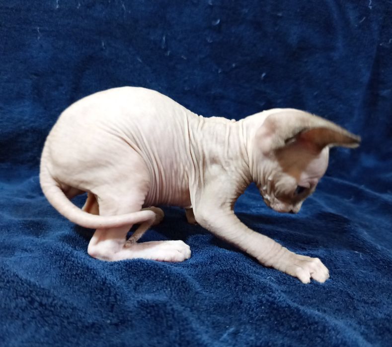 Сфинкс канадский мальчик