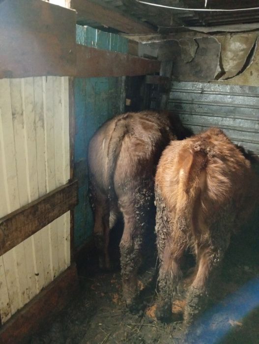 Продам бычка и телку с откорма