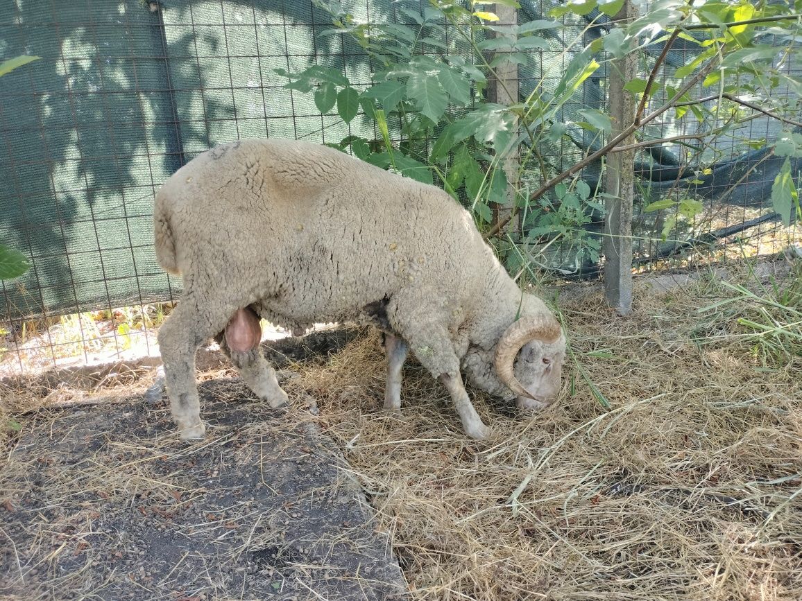 Berbec mior merinos