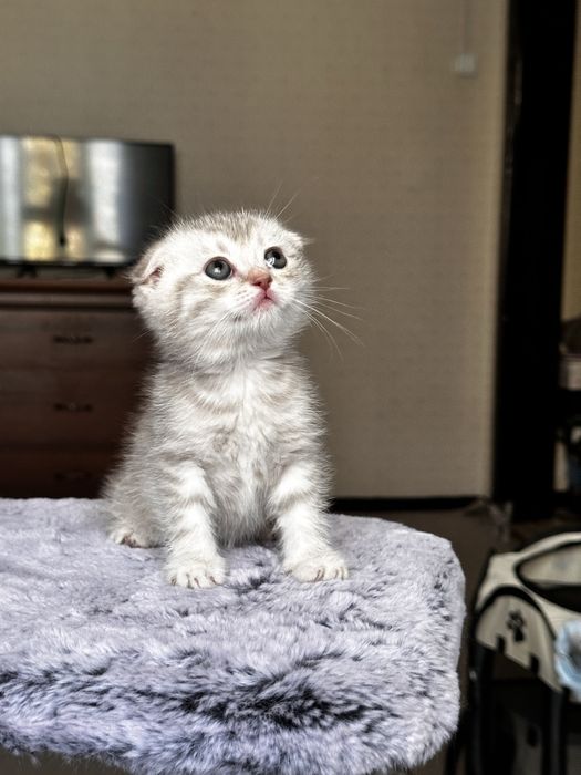 Ищете пушистого друга? Шотландские котята!