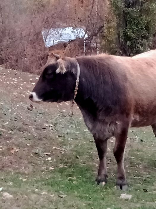 Семіз тайынша сатамын