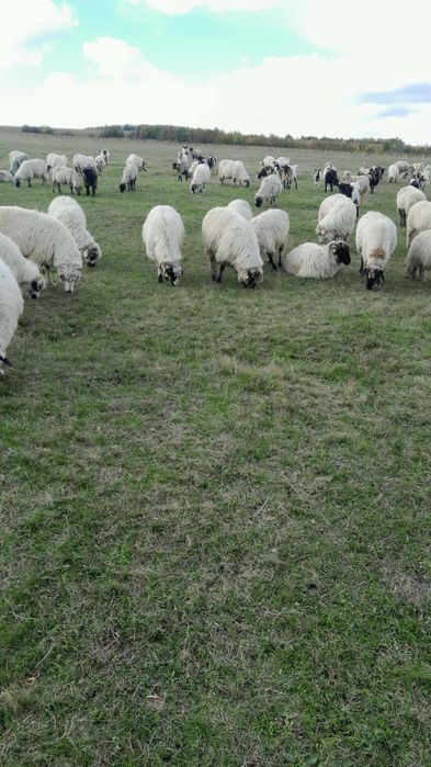 Vând oi bune de ținut