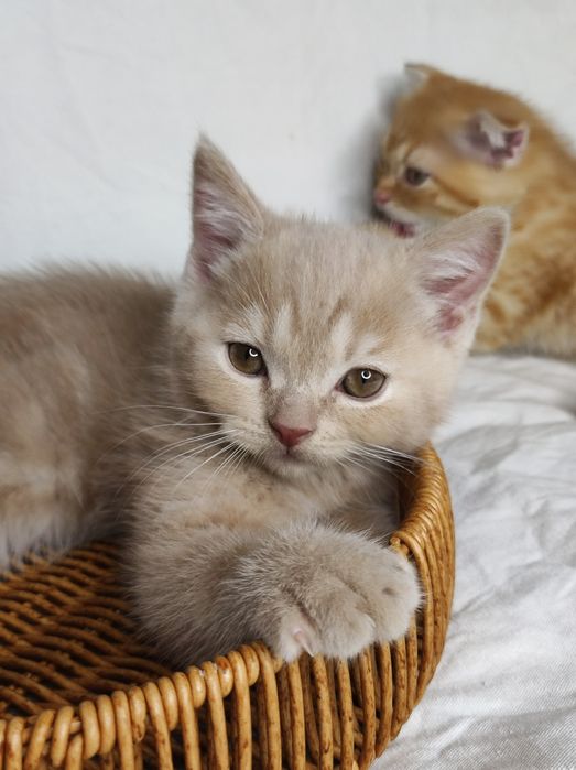 Шотландские котята,скотиш страйт
