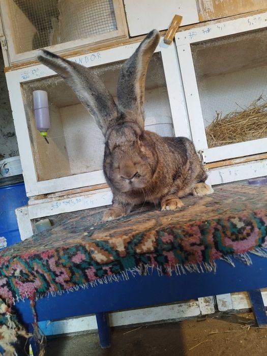 Femela uriaș german