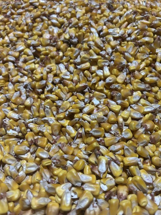 Porumb boabe productie 2025