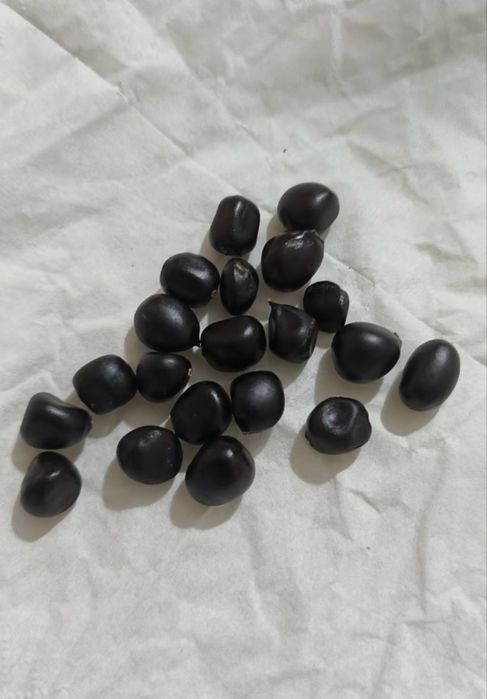 semințe de bujori -20 de semințe