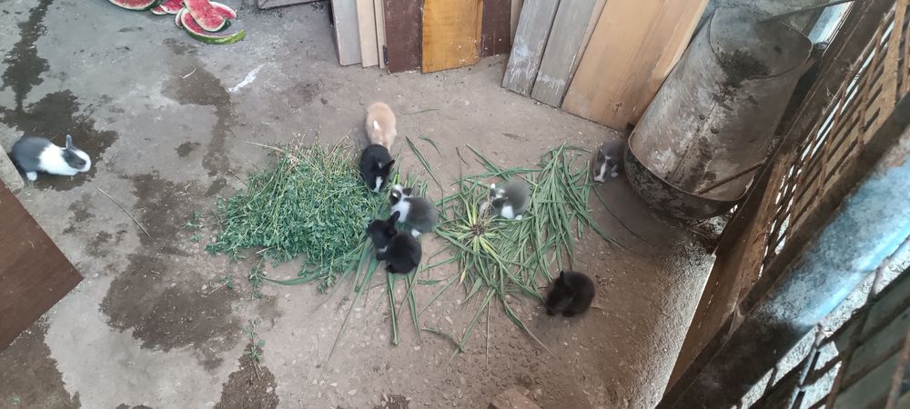 Vând iepuri cap de leu