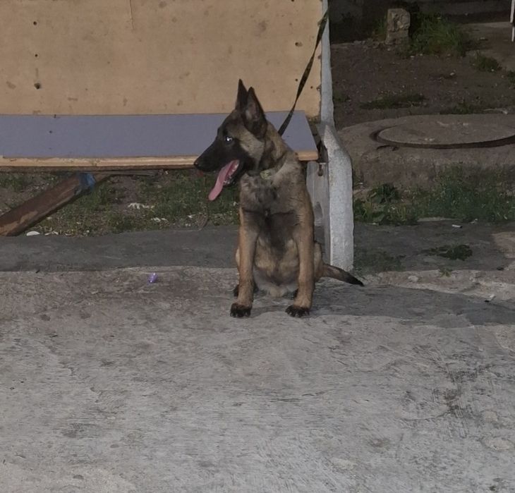 Белгийска малиноа